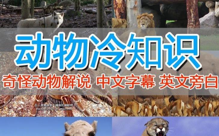 外面卖1699的国外纪录片解说（动物解说、美食、动画片）稳过中视频-猫哥网资源库